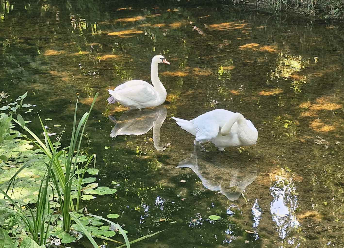 Elegant swans reflecting in the water.