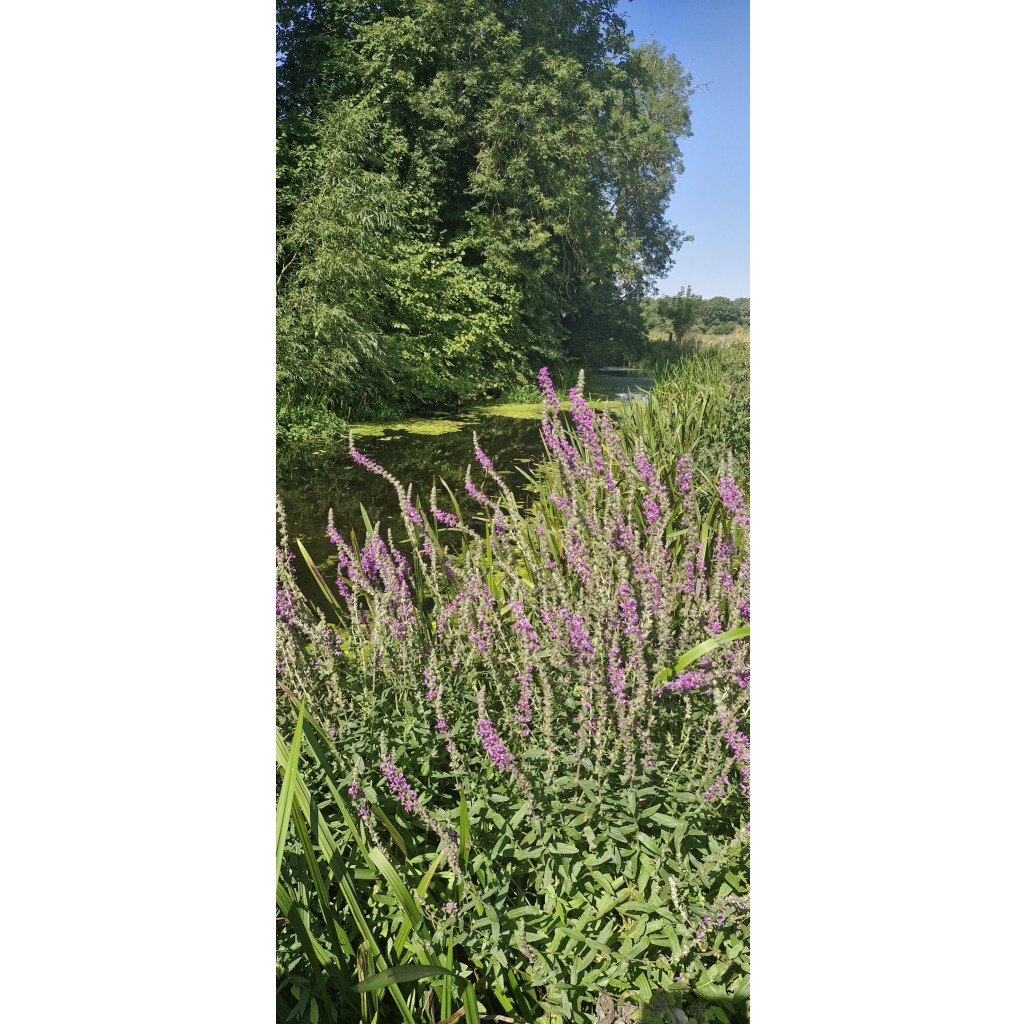 Beautiful riverside flowers.
