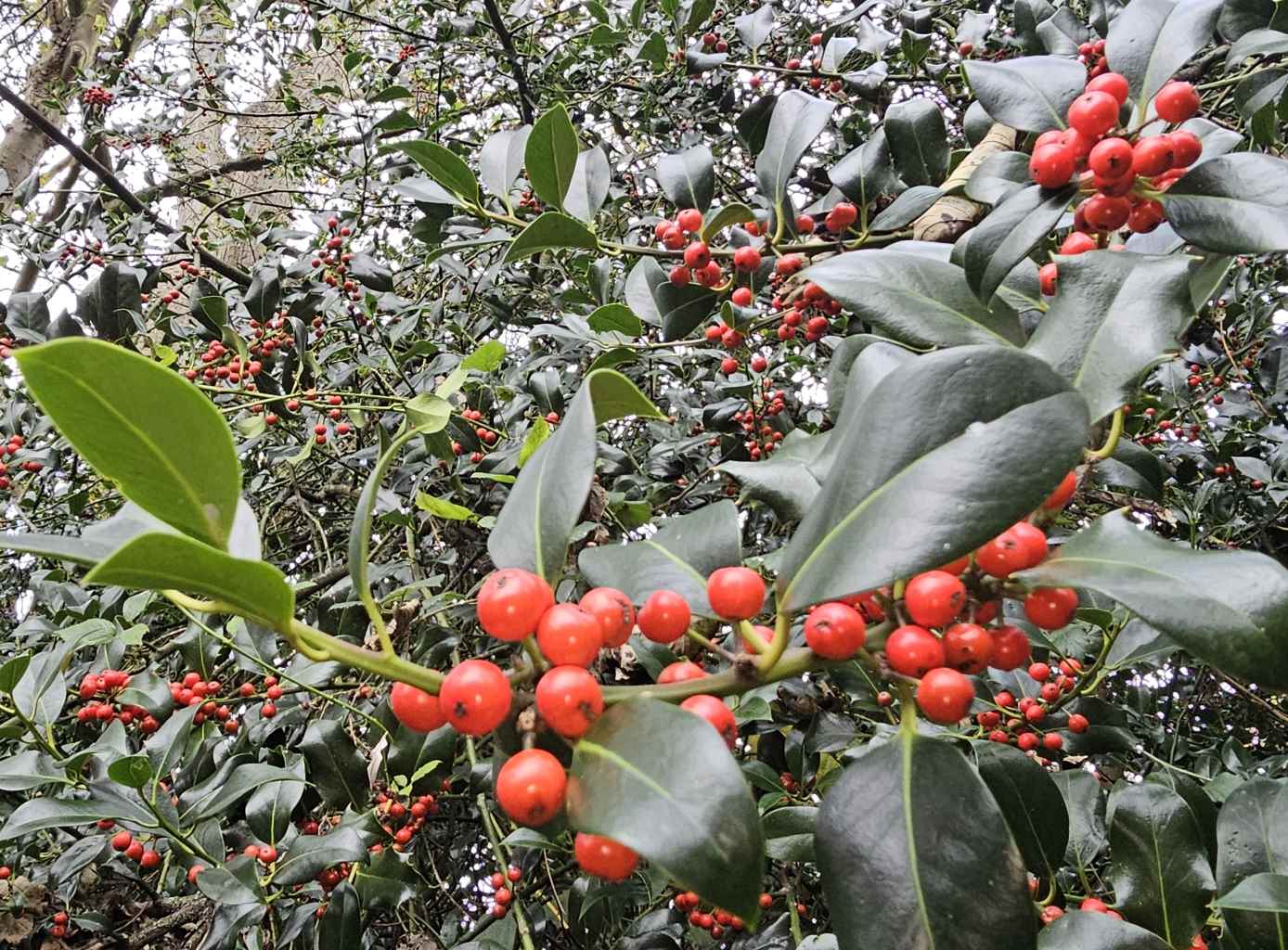 The birds will feed well this autumn