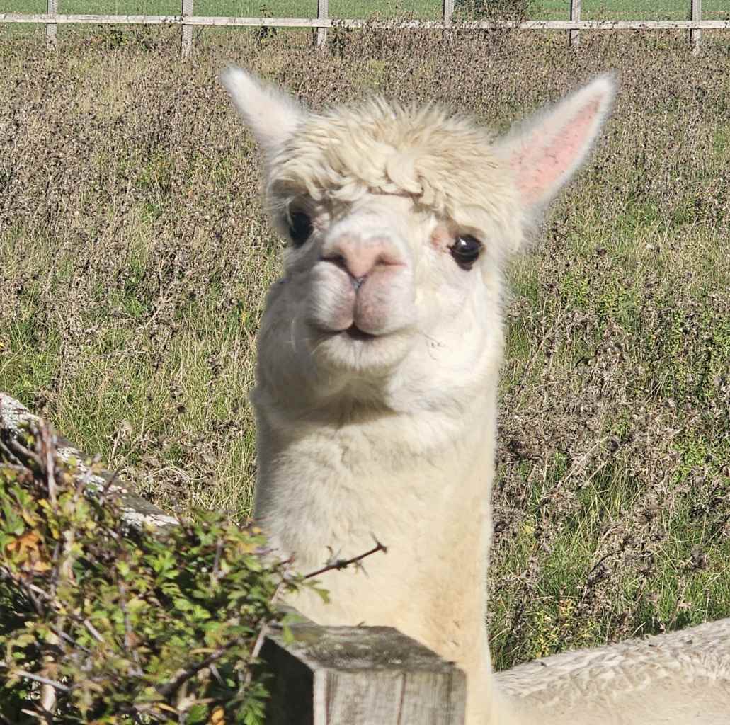 Cute and inquisitive alpaca